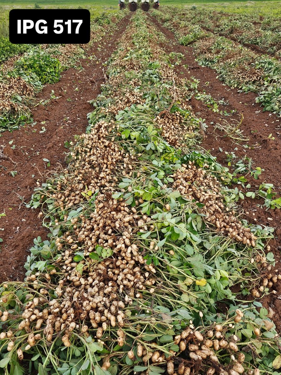 IPG 517 #Runners in Hall County, Texas.
#growingthegood #higholeic