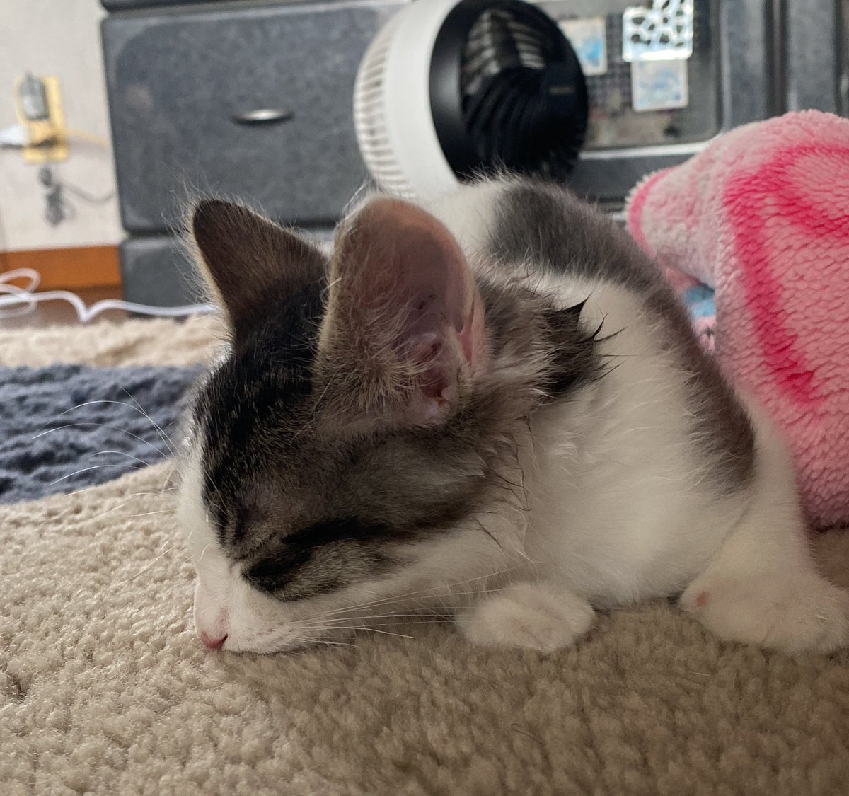 chan_517's tweet image. ＃フレブル 
#いぬねこ 

おはよございます
朝からのお散歩
また寝るようです
ねこちゃんはひと暴れして寝ています