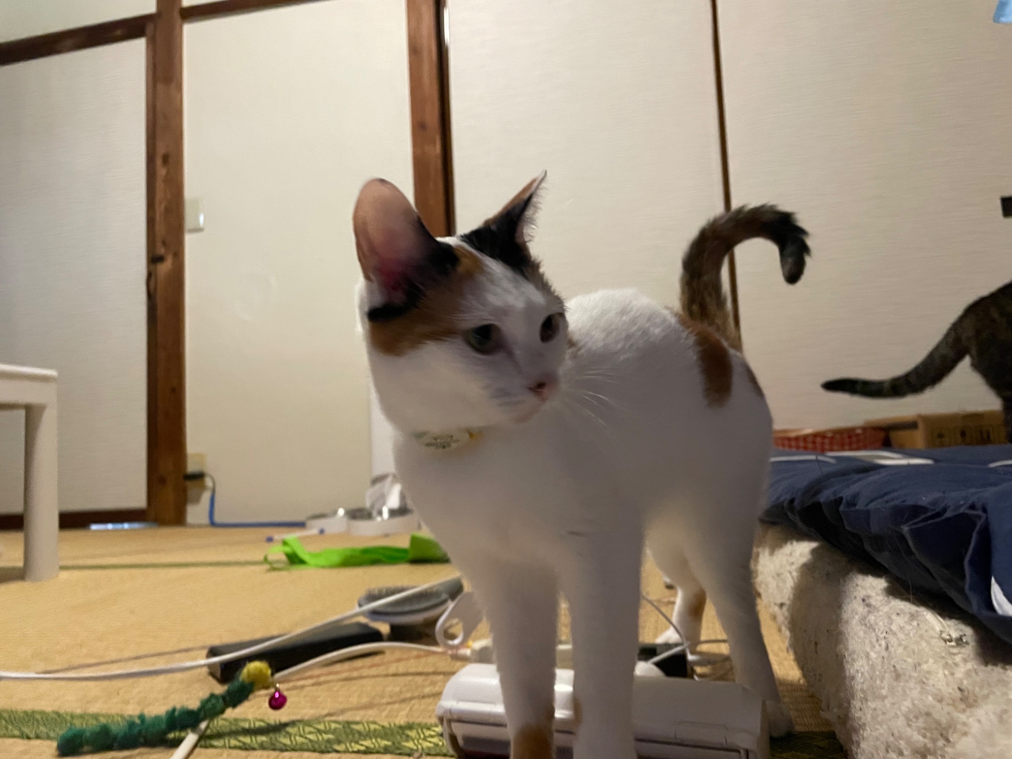 にゃんちくだいすきくらぶ on X: 