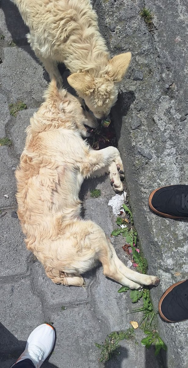 fefoconx's tweet image. Hace unas hora esta camioneta con placas PBR7844 acaba de atropellar a un perrito que se encontraba jugando en la calle con otro perrito, tuvo la oportunidad de frenar y no lo hizo, lo atropello y lo dejo agonizando #denunciar #Urbanimal #perritos #DenunciaAnimal 
#Comparte