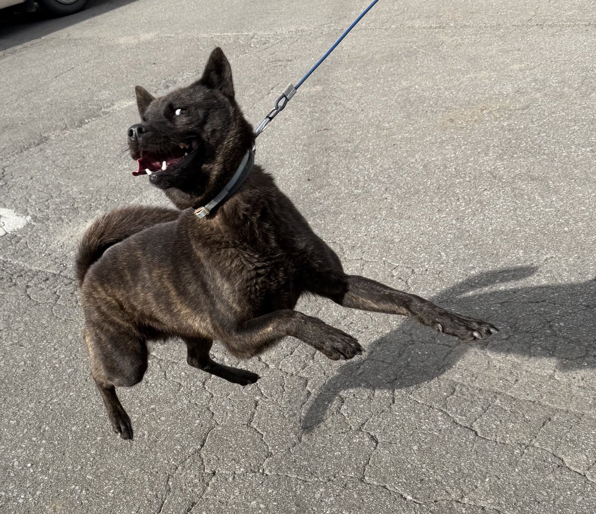 おはようございます🐶