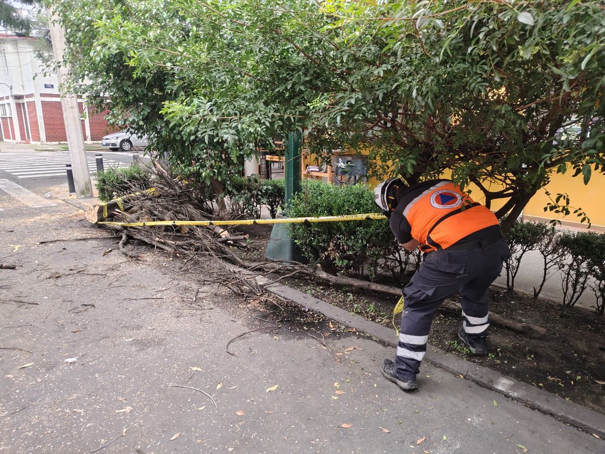 Personal de #ProtecciónCivil360 trabaja en el retiro de un árbol que se encuentra seco en su totalidad y recargado en la fachada del edificio ubicado en Uxmal 531.
Tomen sus precauciones al circular por la zona.
