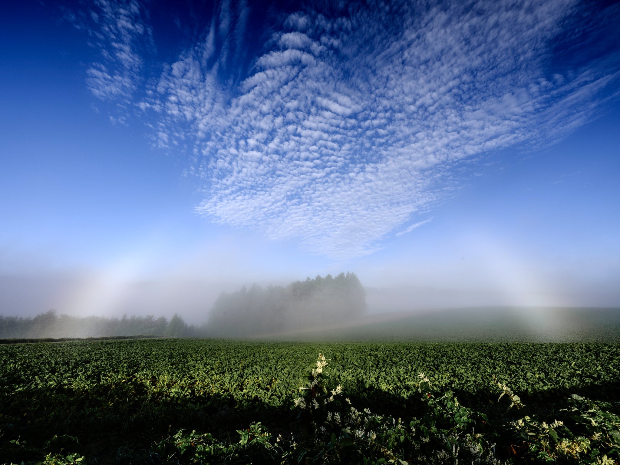 どさんこ28🐾 on X: 