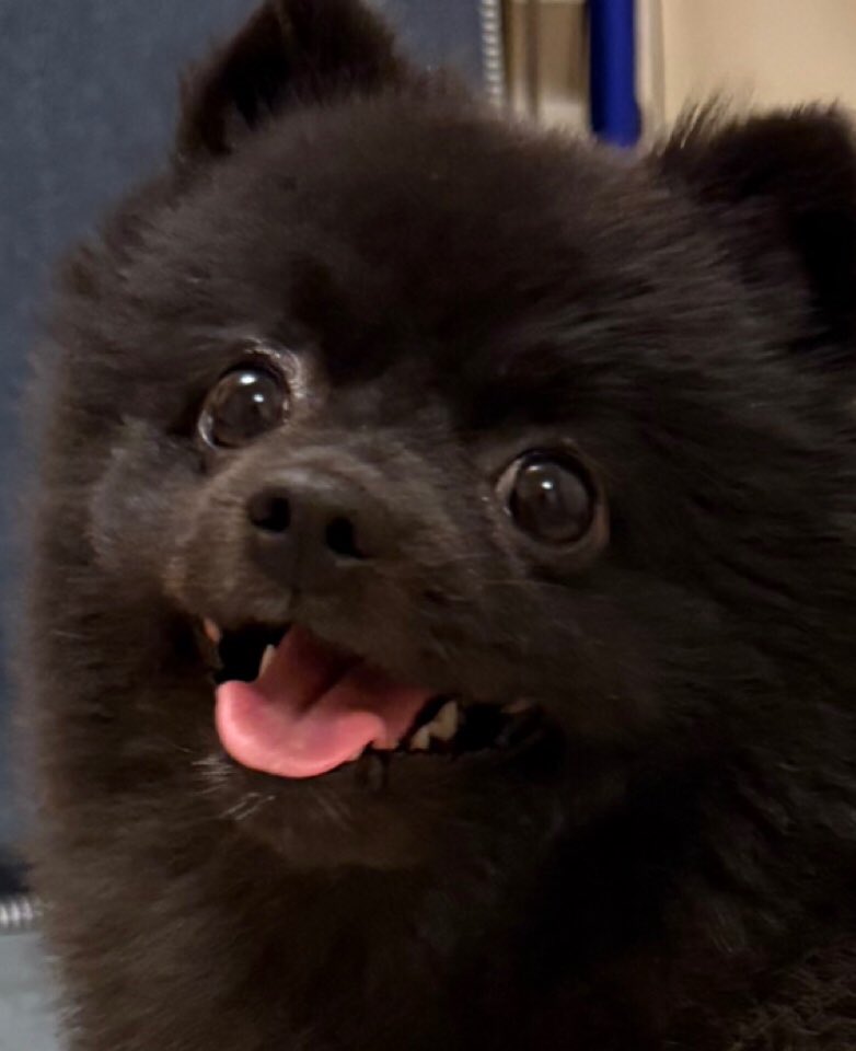 おは🐻金曜日☀️
どっあっぷ📸

#ポメラニアン
#週末金曜日
#今日を頑張って乗り切ろう
#犬好きさんと繋がりたい