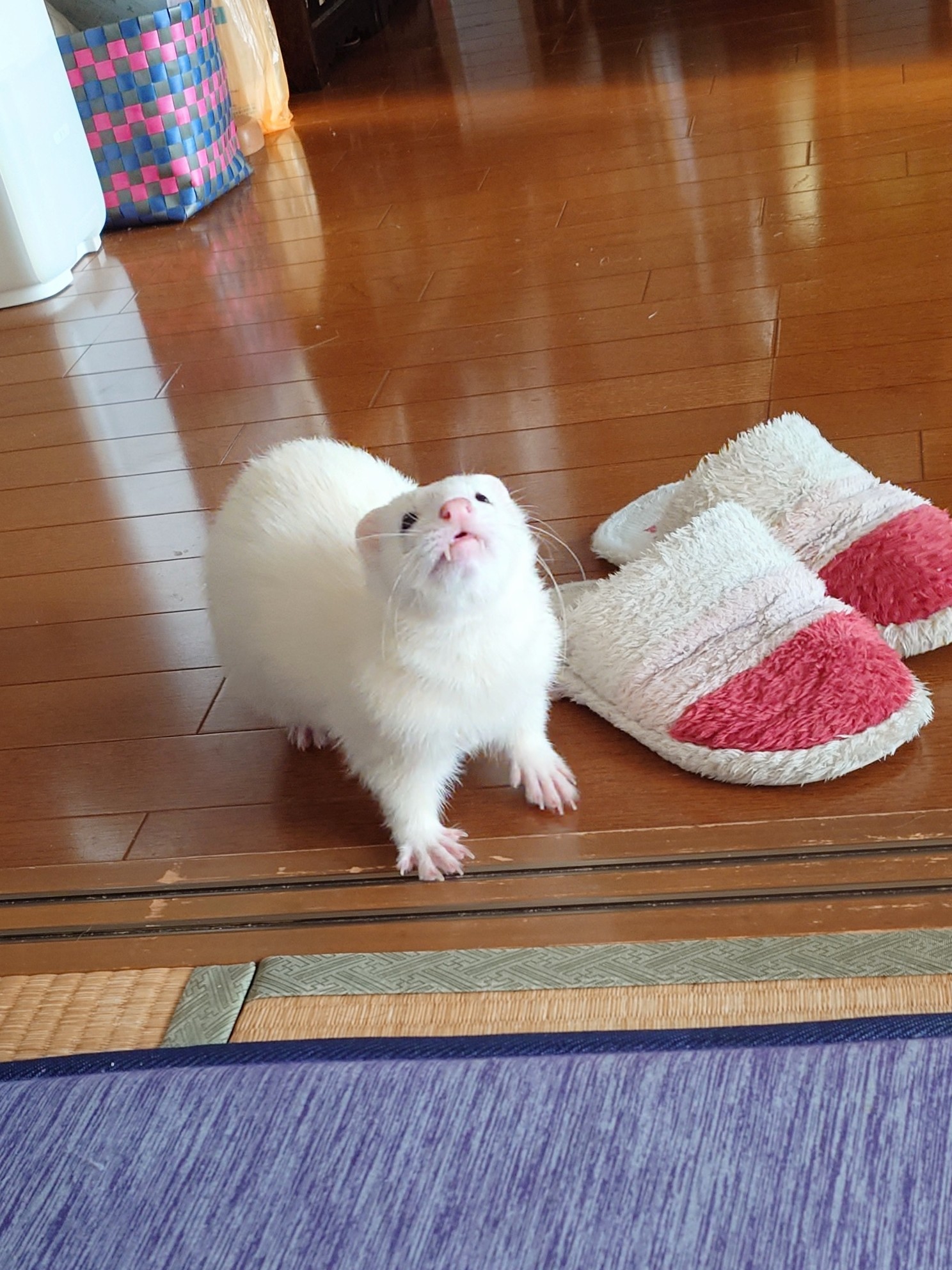 ✄----- ﾁ ｶ ﾂ ﾗ -----✄ on X: 