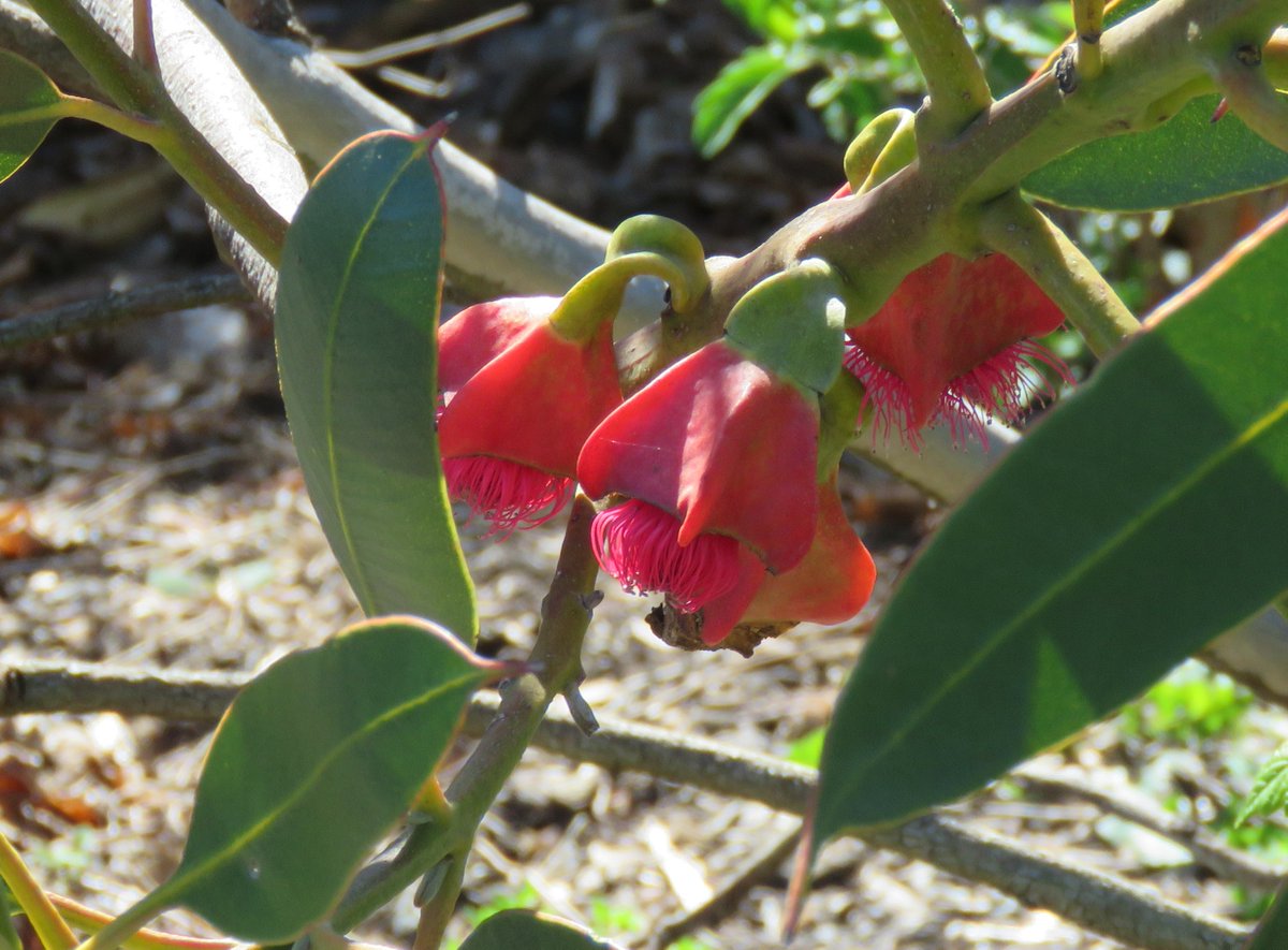 StuartWilliams_'s tweet image. Eucalyptus tetraptera (square-fruited or four-winged mallee) from the south coast of Western Australia. It grows to between 1 and 3 metres high. 

#RBGMelbourne #Eucalyptus #ozplants
