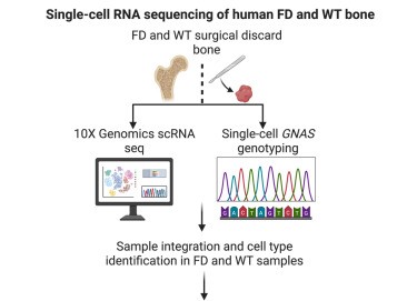 Study led by Dr. Kelly Wentworth seeks to understand the contributions of cellular mosaicism and the effects of variant-bearing cells on the surrounding microenvironment in skeletal development using fibrous dysplasia.
sciencedirect.com/science/articl…