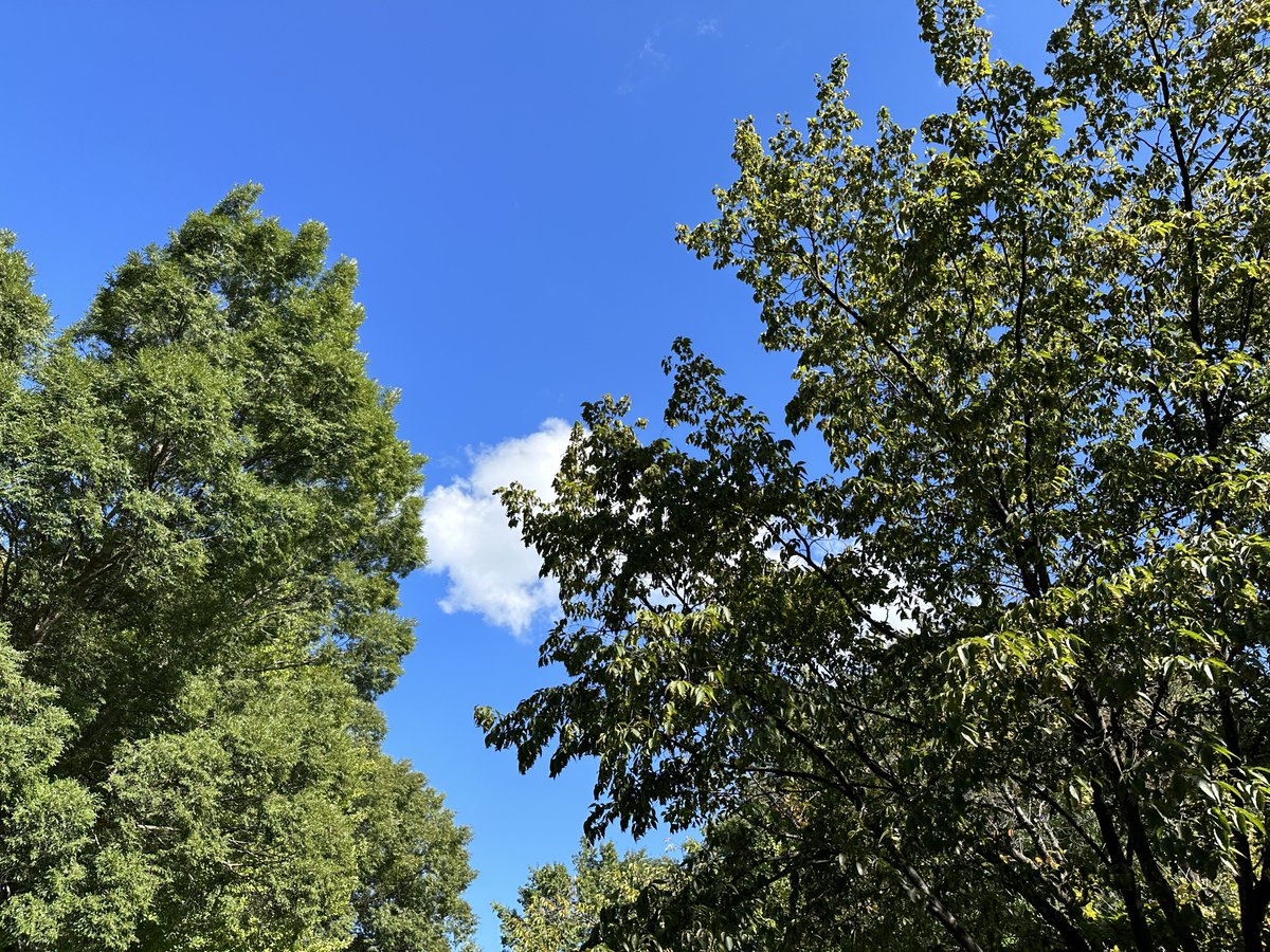 『残暑』
暑さというのは残るものだ。

そこに確かに夏という季節を感じる。

最中にある時には全てを熱する太陽の主張。

だからこそ過ぎていく季節に残り香を置いて。

それでも涼しさを運ぶ風に気付くと。

少しだけ寂しい。

また暑くなれ夏よ。

#詩 
#ファインダー越しの私の世界 
#龍のささやき