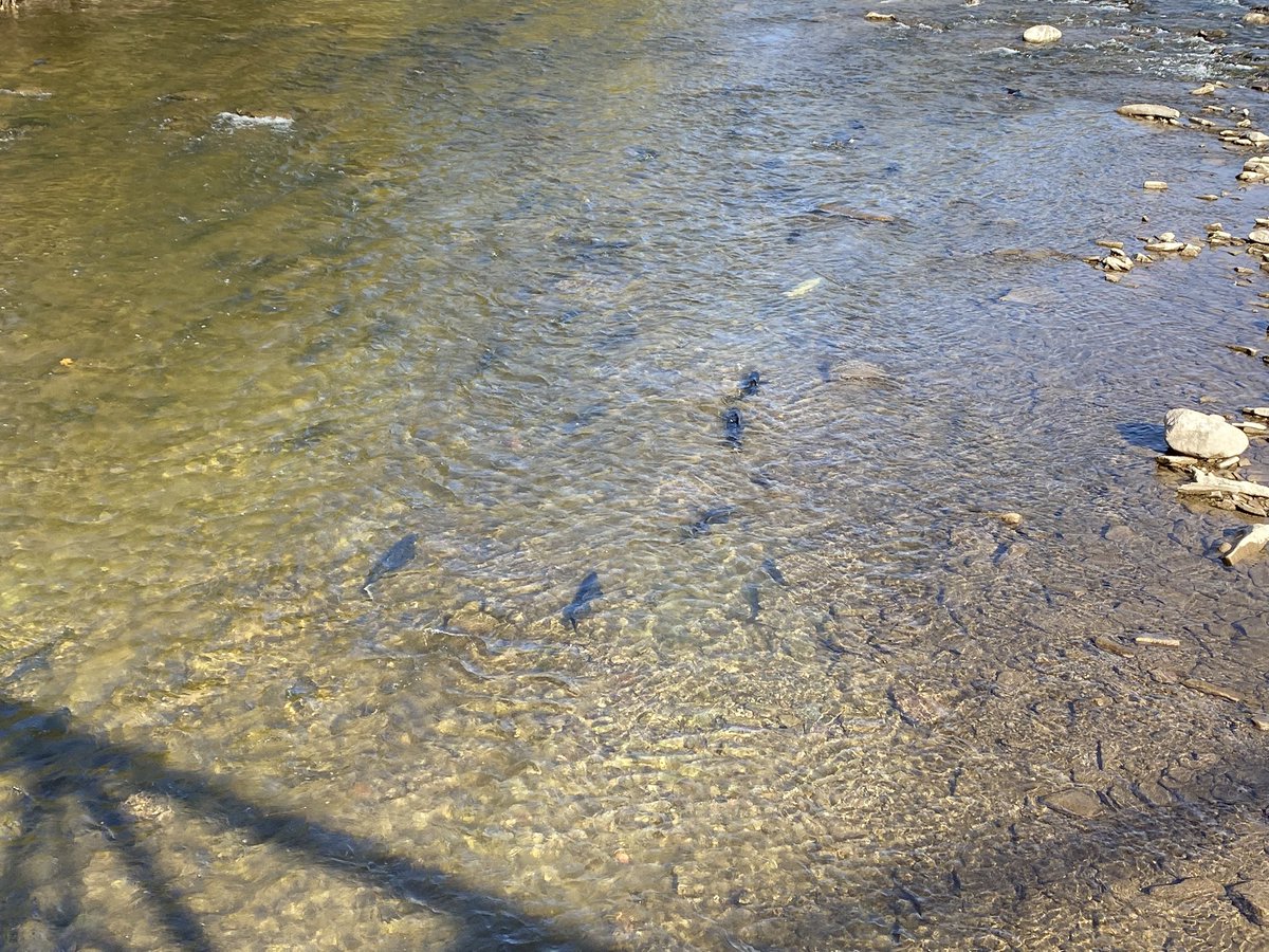 AdCedDpcdsb's tweet photo. Our ESL classes are not only about learning English, but also experiencing and learning about interesting tidbits, such as salmon spawning in the Credit River https://t.co/f5jBQB5LxS