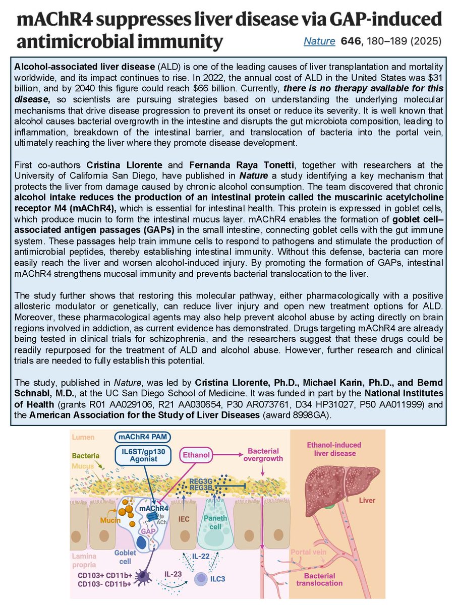 CristiLlorente's tweet image. The print version of our paper was published today in Nature. mAChR4-regulated GAPs train gut immune cells to maintain antimicrobial defense and prevent alcohol-associated liver disease. 
@Bernd_Schnabl @RayaTonetti 
nature.com/articles/s4158…