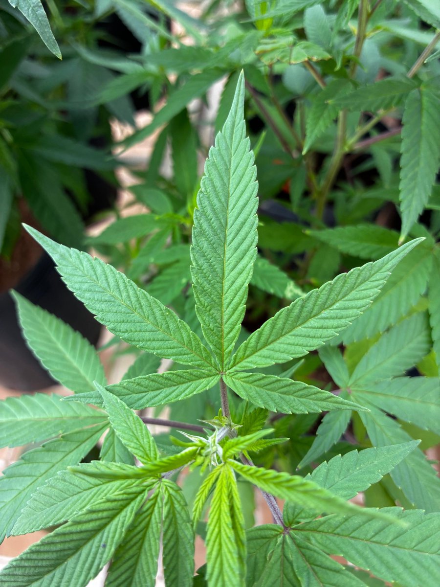 duh em campinas tweet media