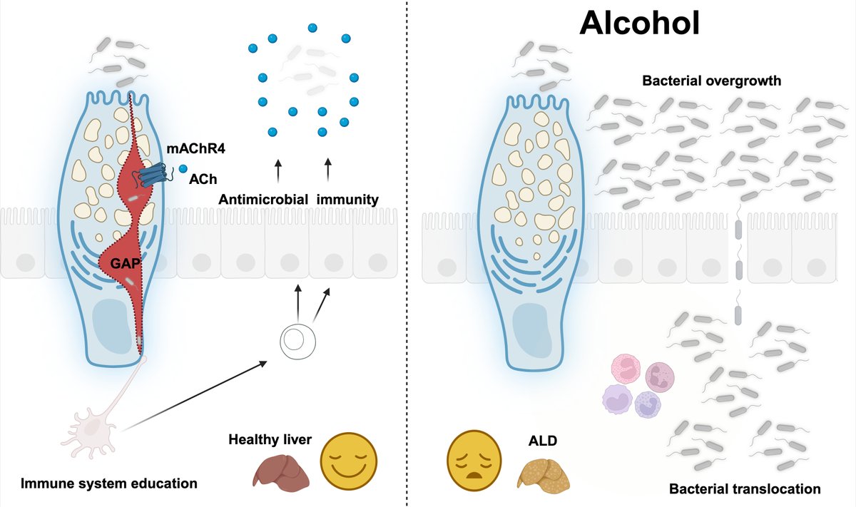 CristiLlorente's tweet image. The print version of our paper was published today in Nature. mAChR4-regulated GAPs train gut immune cells to maintain antimicrobial defense and prevent alcohol-associated liver disease. 
@Bernd_Schnabl @RayaTonetti 
nature.com/articles/s4158…