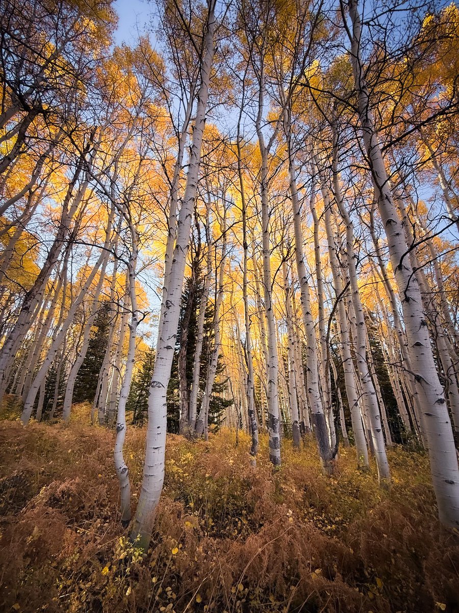 The one time of year when clear sky sunsets can still be 🔥!