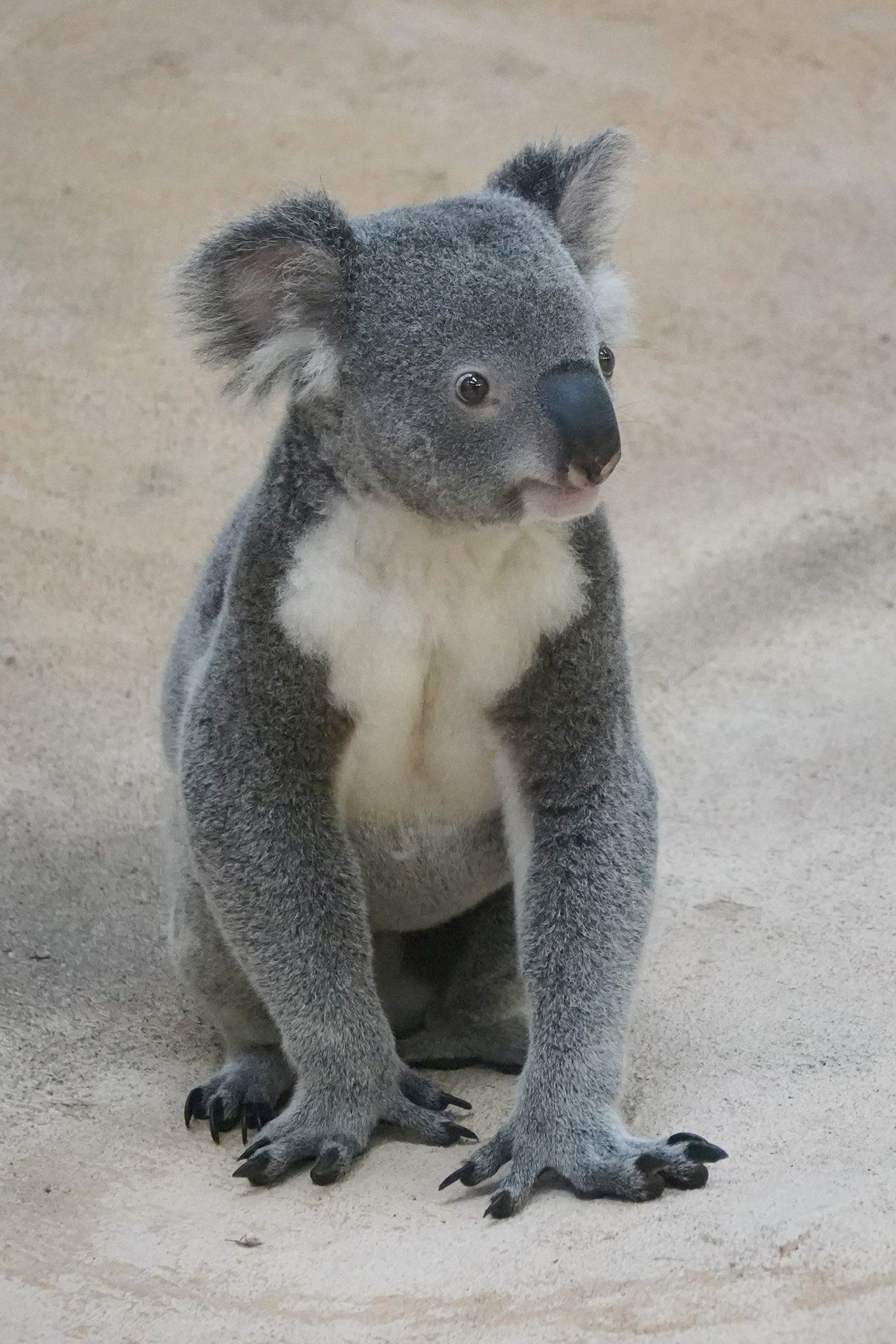 𝓡𝓾𝓶𝓲𝔁 on X: 