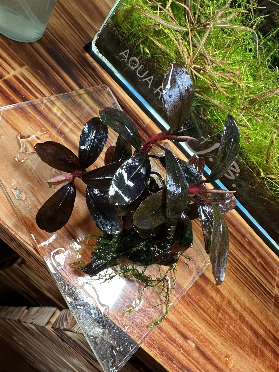 saikouryuboku's tweet image. #ブセファランドラソルディデュラブルー

水中に入れたソルディデュラブルー増えました😆