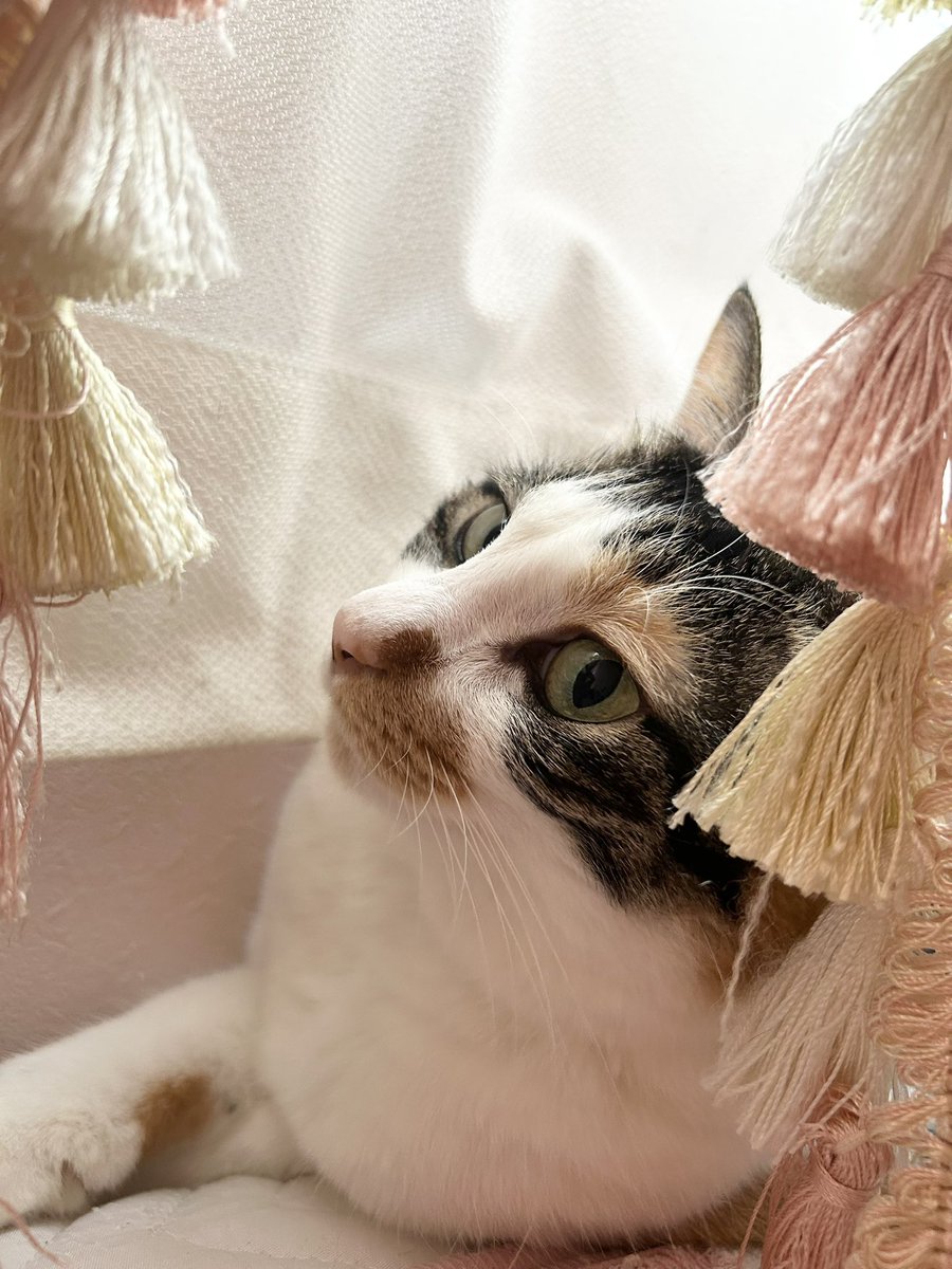 maron_m3's tweet photo. 今日はまろんちゃん5回目のうちの子記念日🐱
これからもよろしくねฅ•ω•ฅ

#三毛猫まろん
#猫のいる暮らし https://t.co/LwwUwo3ecH
