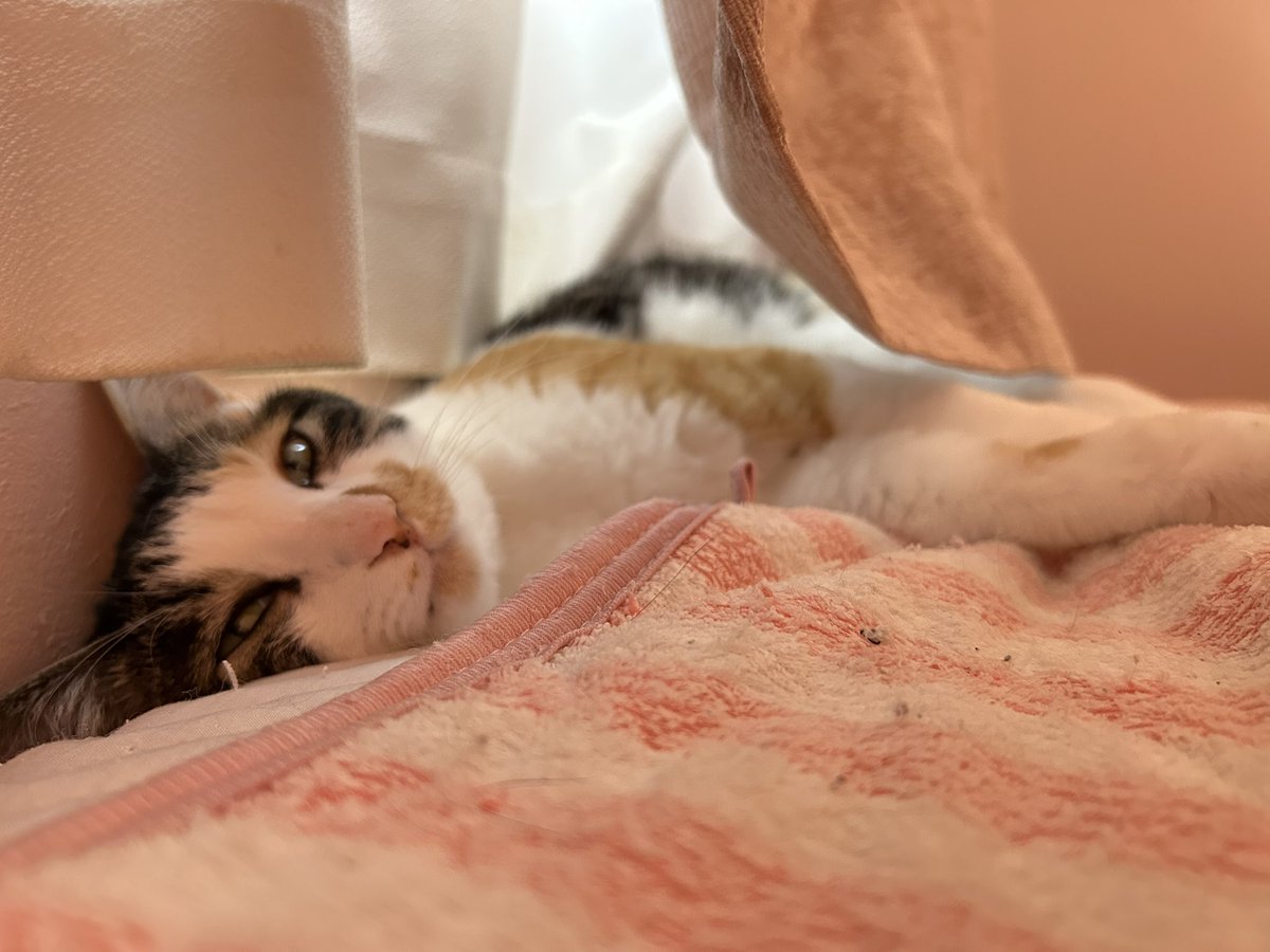 maron_m3's tweet photo. 今日はまろんちゃん5回目のうちの子記念日🐱
これからもよろしくねฅ•ω•ฅ

#三毛猫まろん
#猫のいる暮らし https://t.co/LwwUwo3ecH