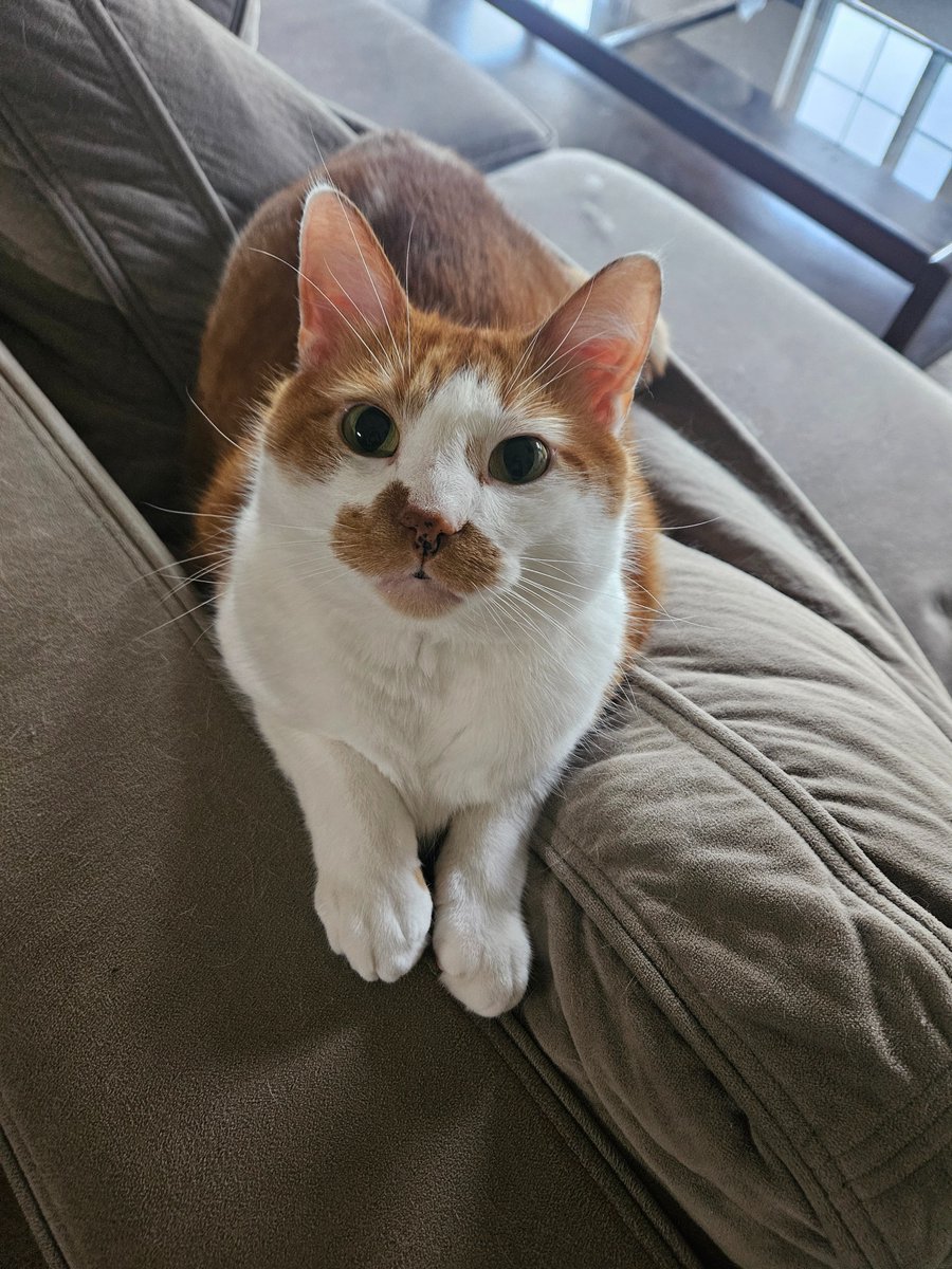 For once, he is being a polite creecher.