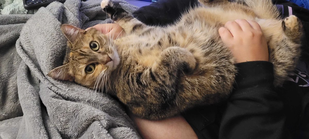 you can drop a bit of change over on my kofi, and find comm options there as well! they are now discounted!!!!!! 

details of what funds are for are under the dono goal!
DONO: ko-fi.com/endoftheverses
ART: ko-fi.com/endoftheverses…

here is a kitty :o)! thank you everyone!!