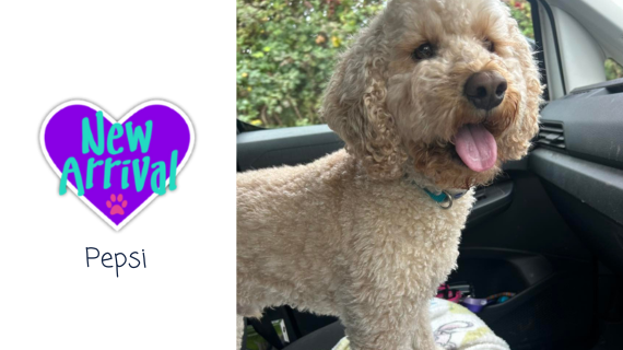 AlmostHome_Dog's tweet image. New arrival #MixedBreed Pepsi almosthome.dog #NorthWales #RescueDog #dogrescue