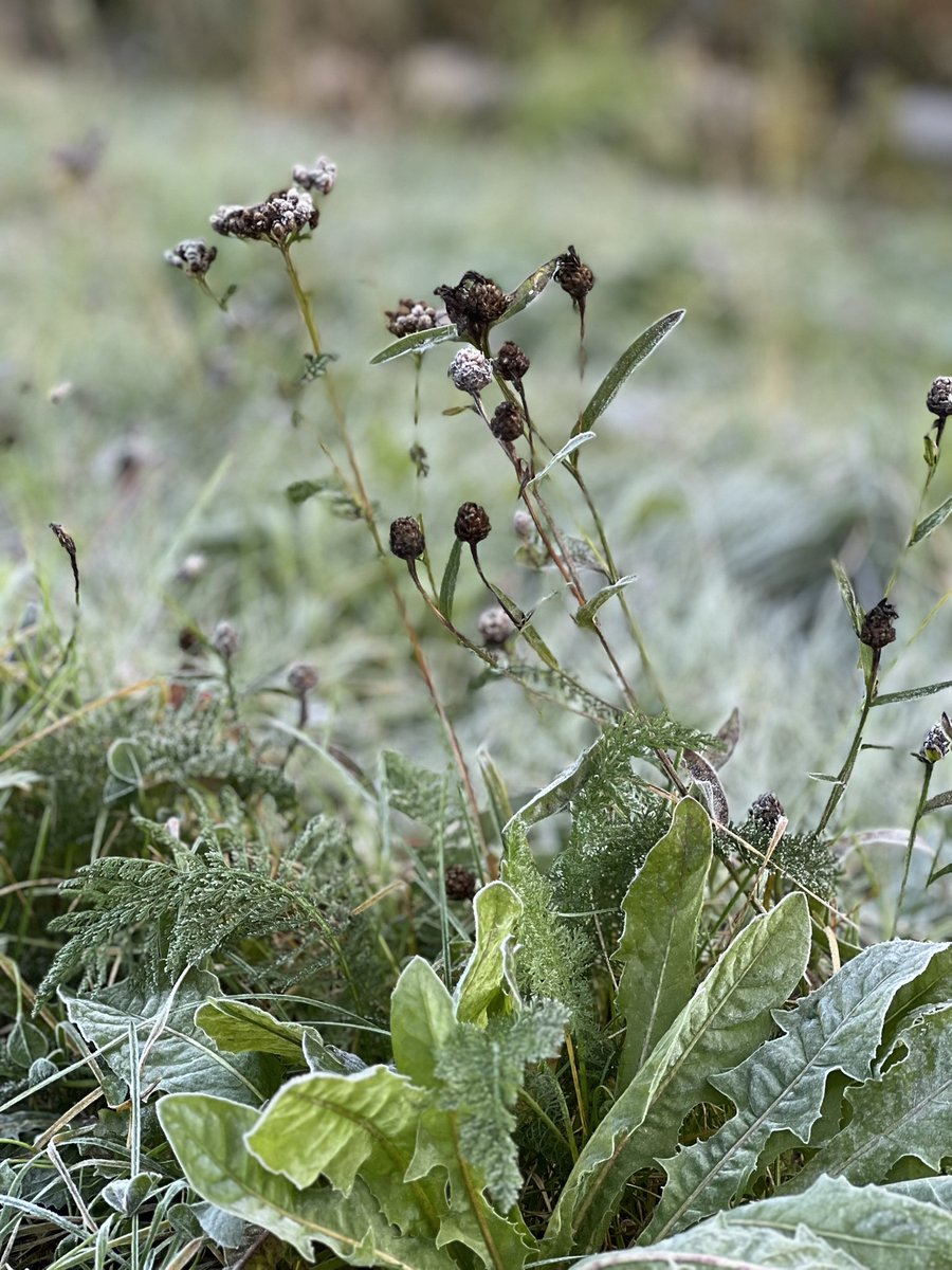 Kuulas kuurainen aamu kartanolla #hyväelämä #aamu <a href="/foibekartano/">Foibekartano</a>