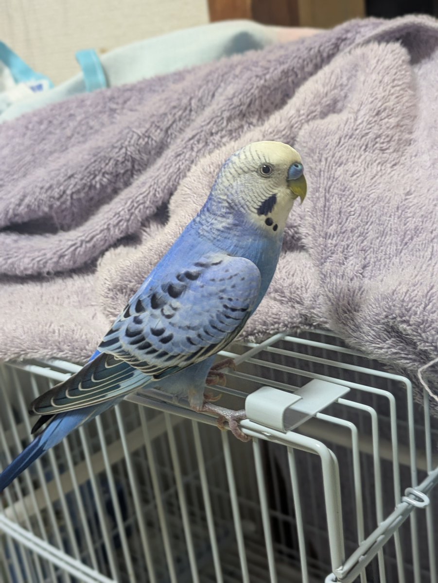 TSUBASA6077's tweet photo. 拡散希望】
セキセイインコの迷子情報です

場所：愛知県名古屋市中川区伏屋
日時：25/9/29
名前：なぎちゃん
特徴：なぎちゃーんと呼ぶと手に乗ります。良く何かしゃべっています

情報お持ちの方、下記までご連絡を
npotsubasa@tsubasa0615.org
情報拡散のご協力お願いします https://t.co/bY2xOnrzcO