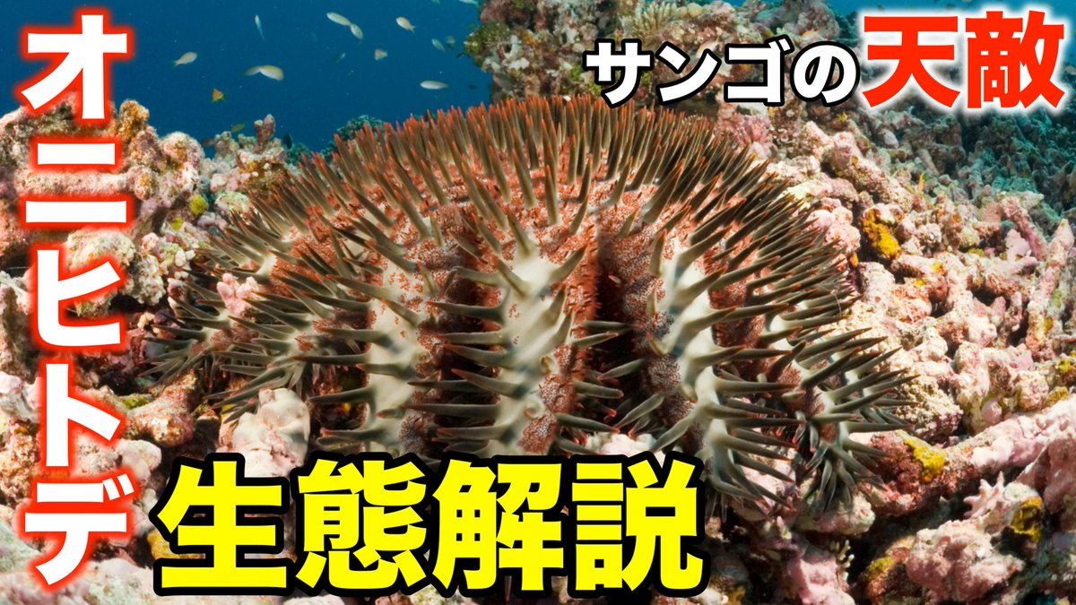 今は珊瑚礁は採れませんので 海の画廊「珊瑚海の午後」 KAGAYA على X: