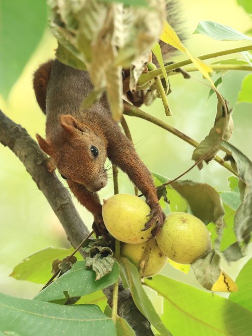 収穫🫒 #胡桃  #エゾリス