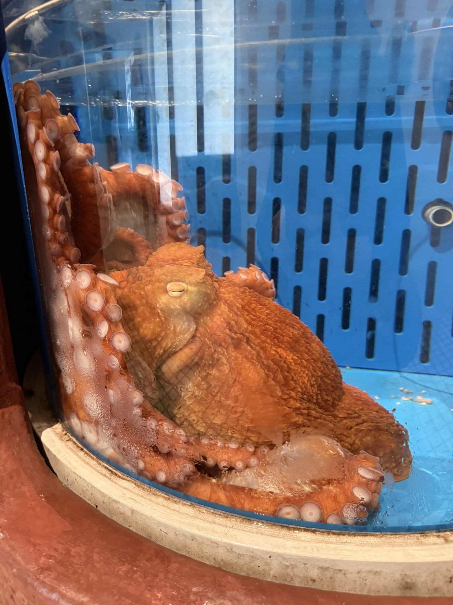 ロコモコ様 ヤットコ｜製品情報｜眼鏡部品・眼鏡工具のサンニシムラ