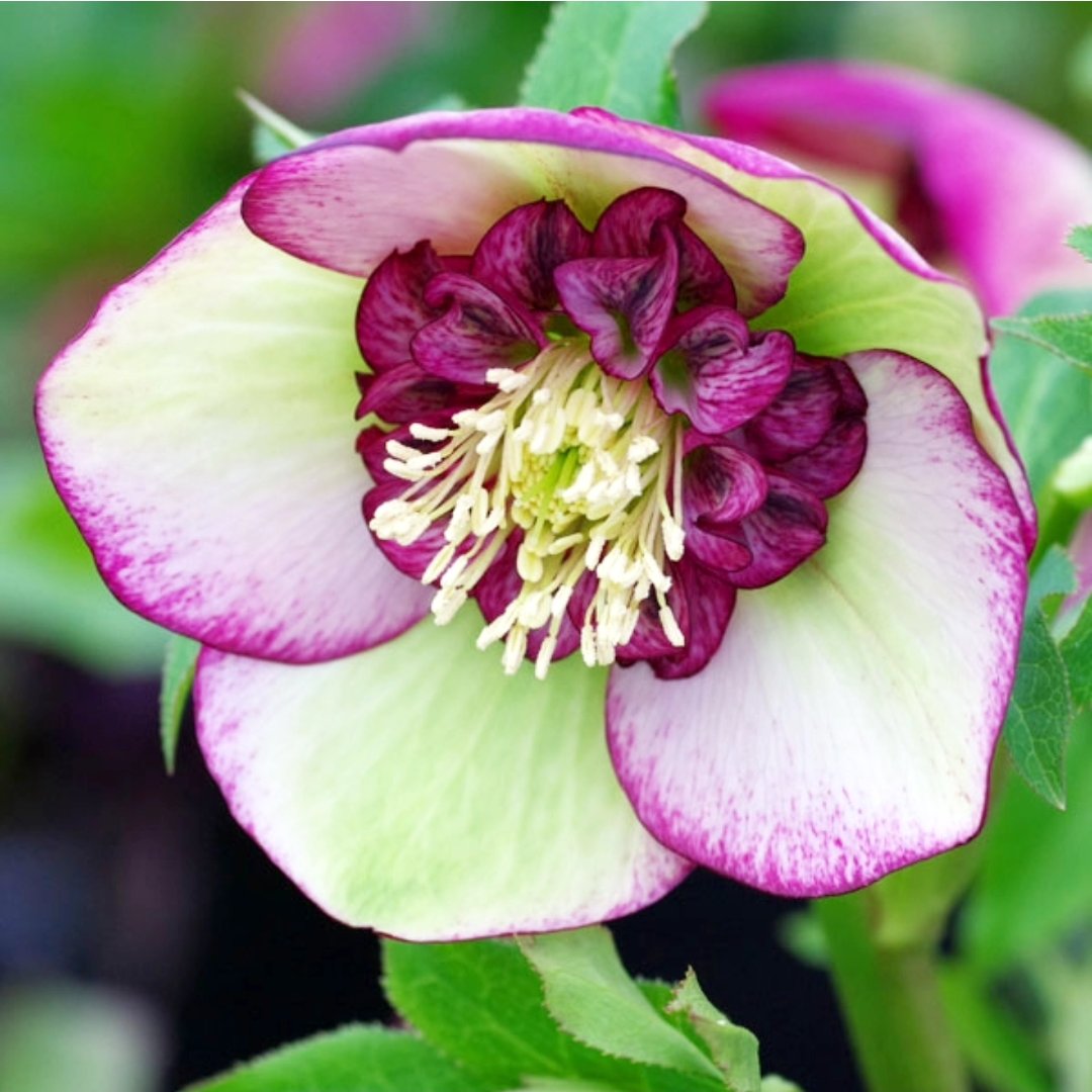 1191【イリュージョン】 超レア❤️色抜け花弁⭐️極上⭐️極上発色⭐️クリスマスローズ 園芸ネット on X: 