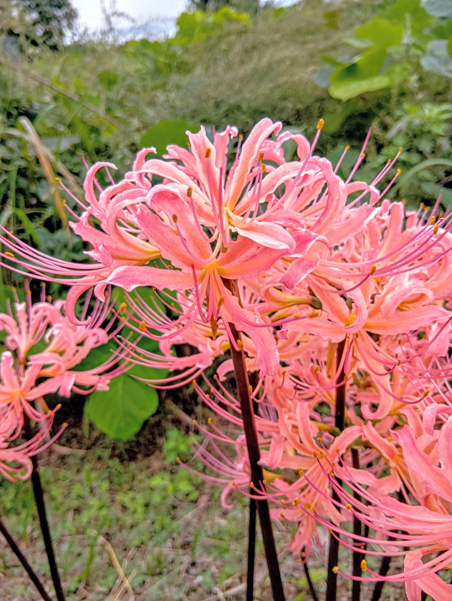 ピンクの彼岸花が咲いていました