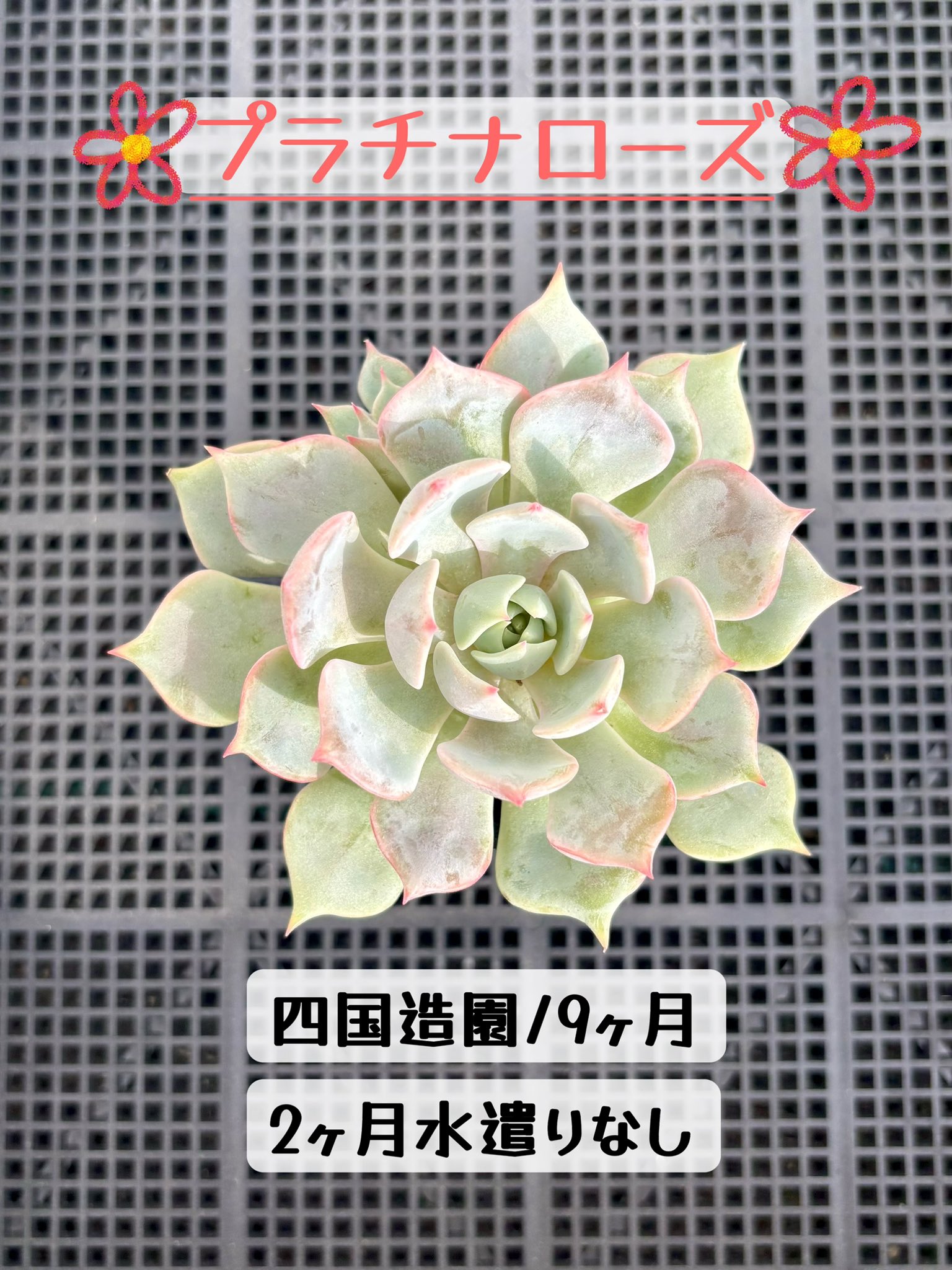 多肉植物 たまちゃ•*¨*•.¸¸♬ 多肉植物 - Search / X