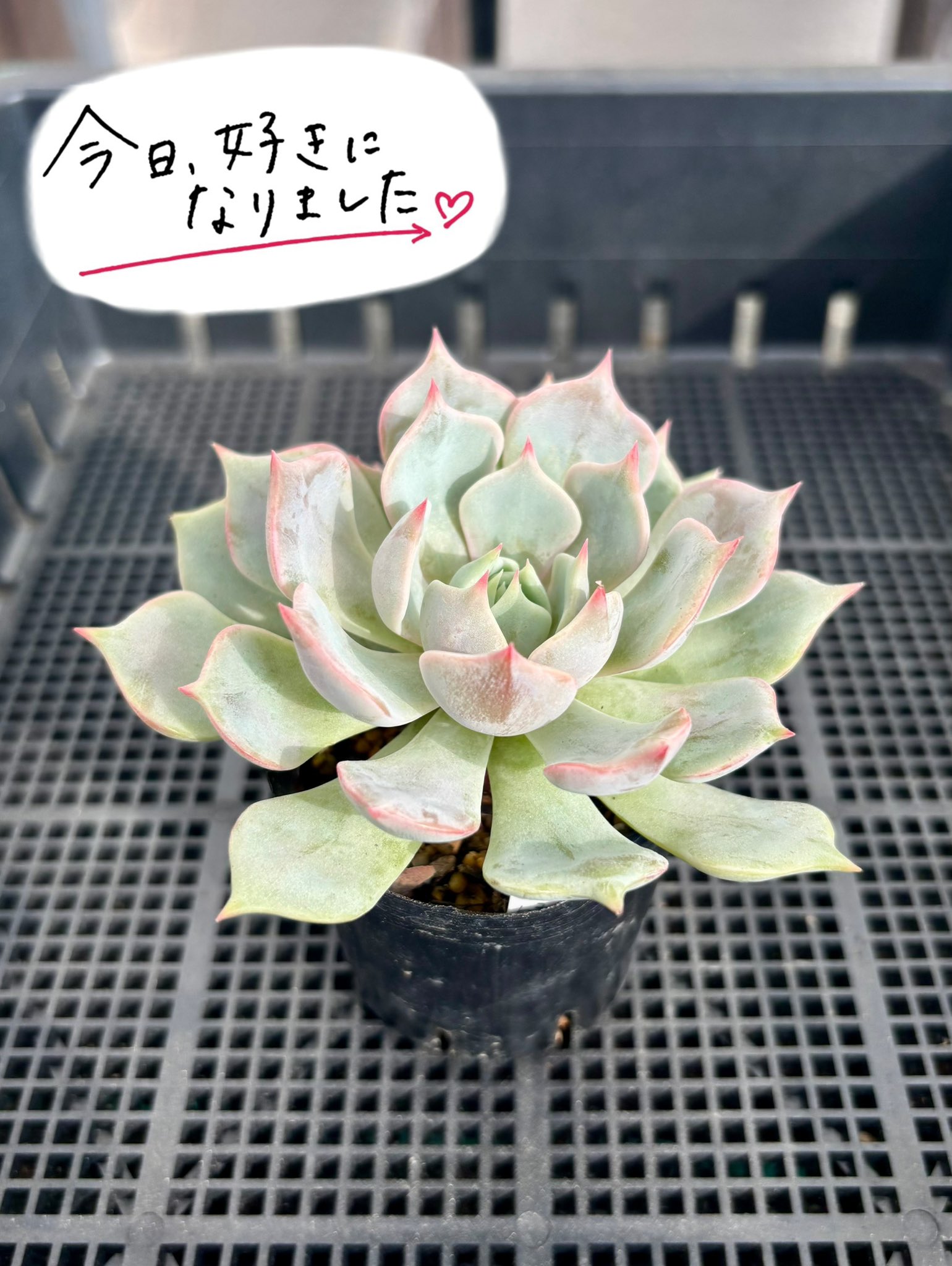 多肉植物 たまちゃ•*¨*•.¸¸♬ 多肉植物 - Search / X