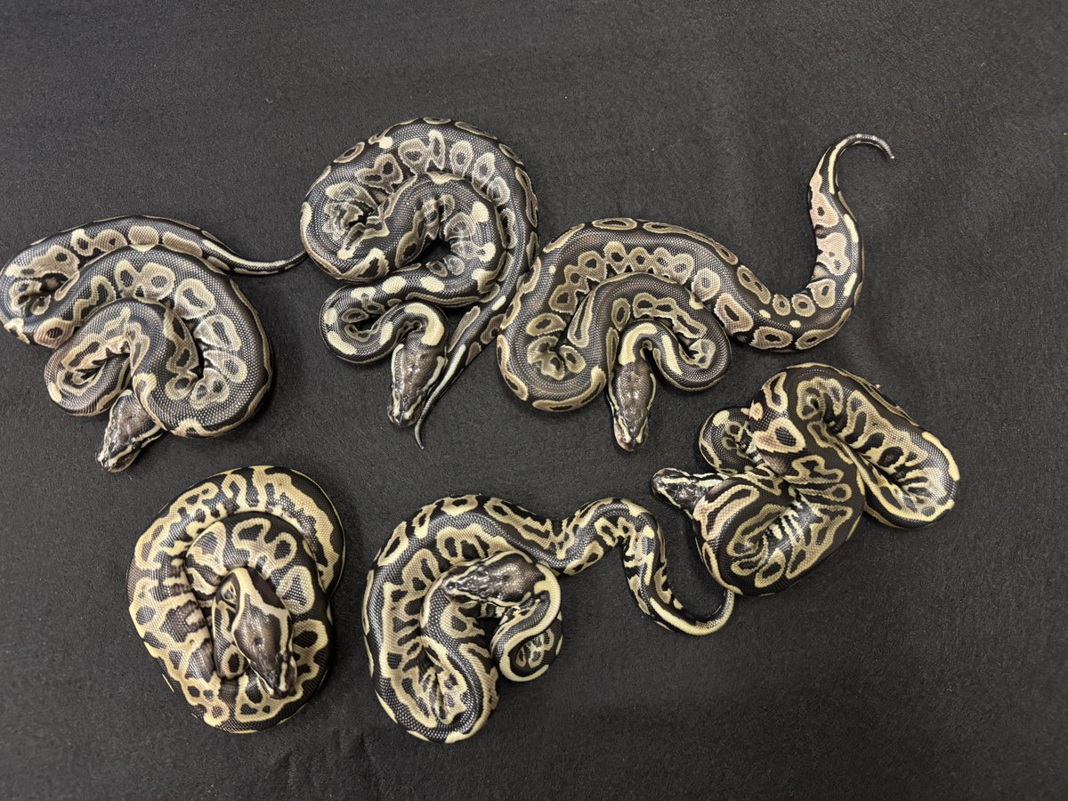 WING_21's tweet image. 2025WING21
Super Lori
×
Leopard VPI Axanthic
9月14日ハッチ
販売時はXにてポストします。
予約は受けていません。
ご了承下さい。
FS後、本日初めての給餌で全個体が飛んできて食べました😊
#WING21
#ボールパイソン
#BallPython
#Pythonregius