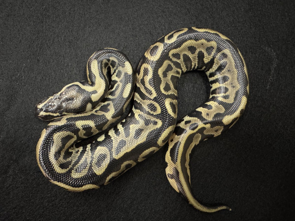 WING_21's tweet image. 2025WING21
Super Lori
×
Leopard VPI Axanthic
9月14日ハッチ
販売時はXにてポストします。
予約は受けていません。
ご了承下さい。
FS後、本日初めての給餌で全個体が飛んできて食べました😊
#WING21
#ボールパイソン
#BallPython
#Pythonregius