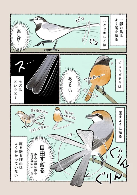 「尾の動きにどんな意味が!?」 
尾をくるくると回す動きはモズならでは! 