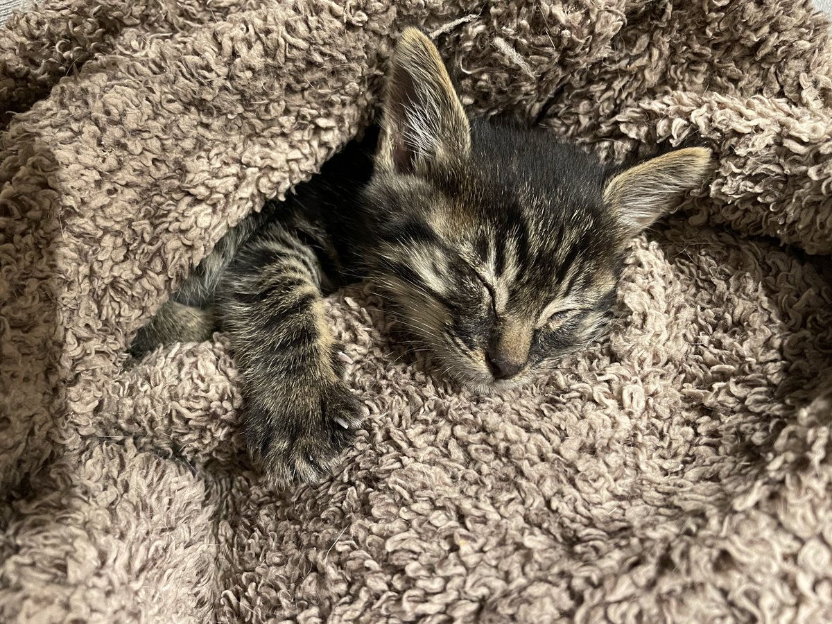 むぎ (@mugi411) / Posts / X