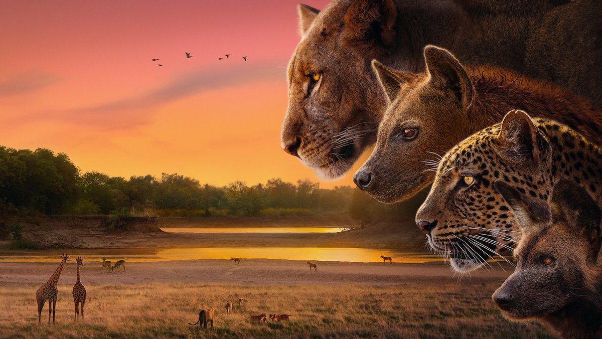 NerdsThatGeek's tweet image. Recently, @BBCAmerica announced that Sir David Attenborough will lend his voice to the new series, #Kingdom, and we have all the details on this news right here! #BBCAmerica nerdsthatgeek.com/television/sir…