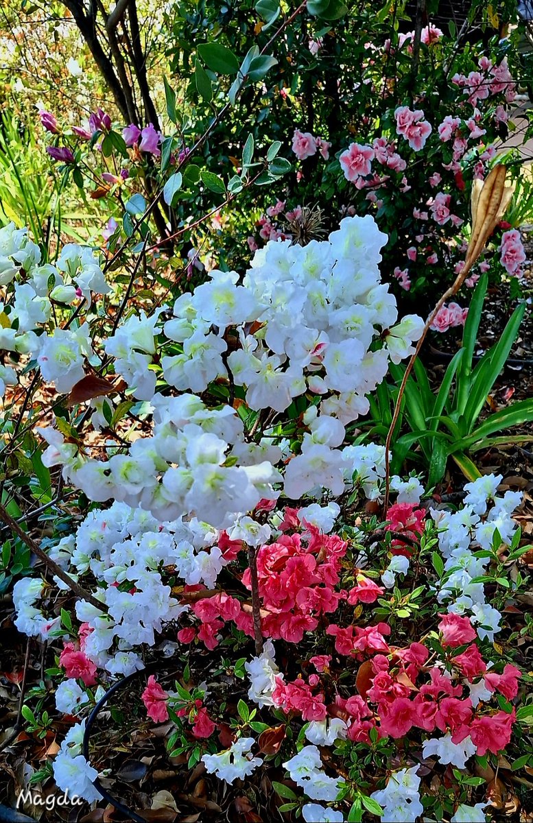 Dissipelskap is nie maklik nie en kos ons baie. Dit vra alles van ons. Jesus het geweet dit gaan nie vir ons maklik wees nie, maar Hy het geweet dit gaan die moeite werd wees. Dit is waar alle vreugde in die lewe lê.
Goeiemôre, seënwense🙏🏻