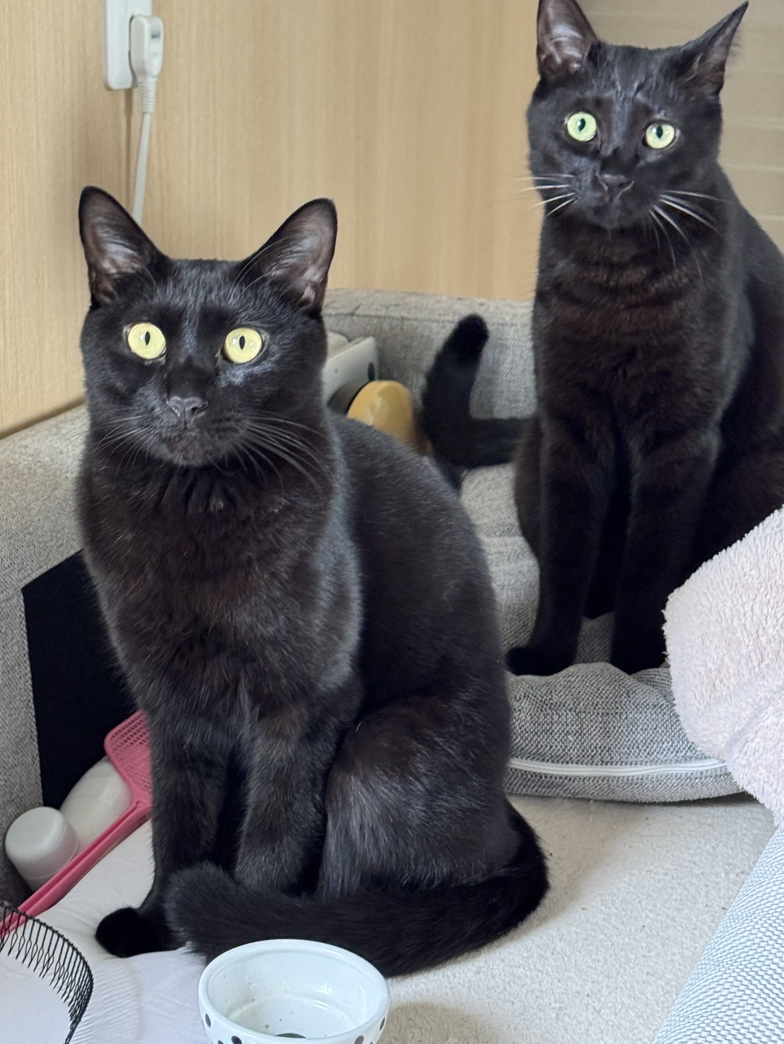 黒猫 i-img806x1200-