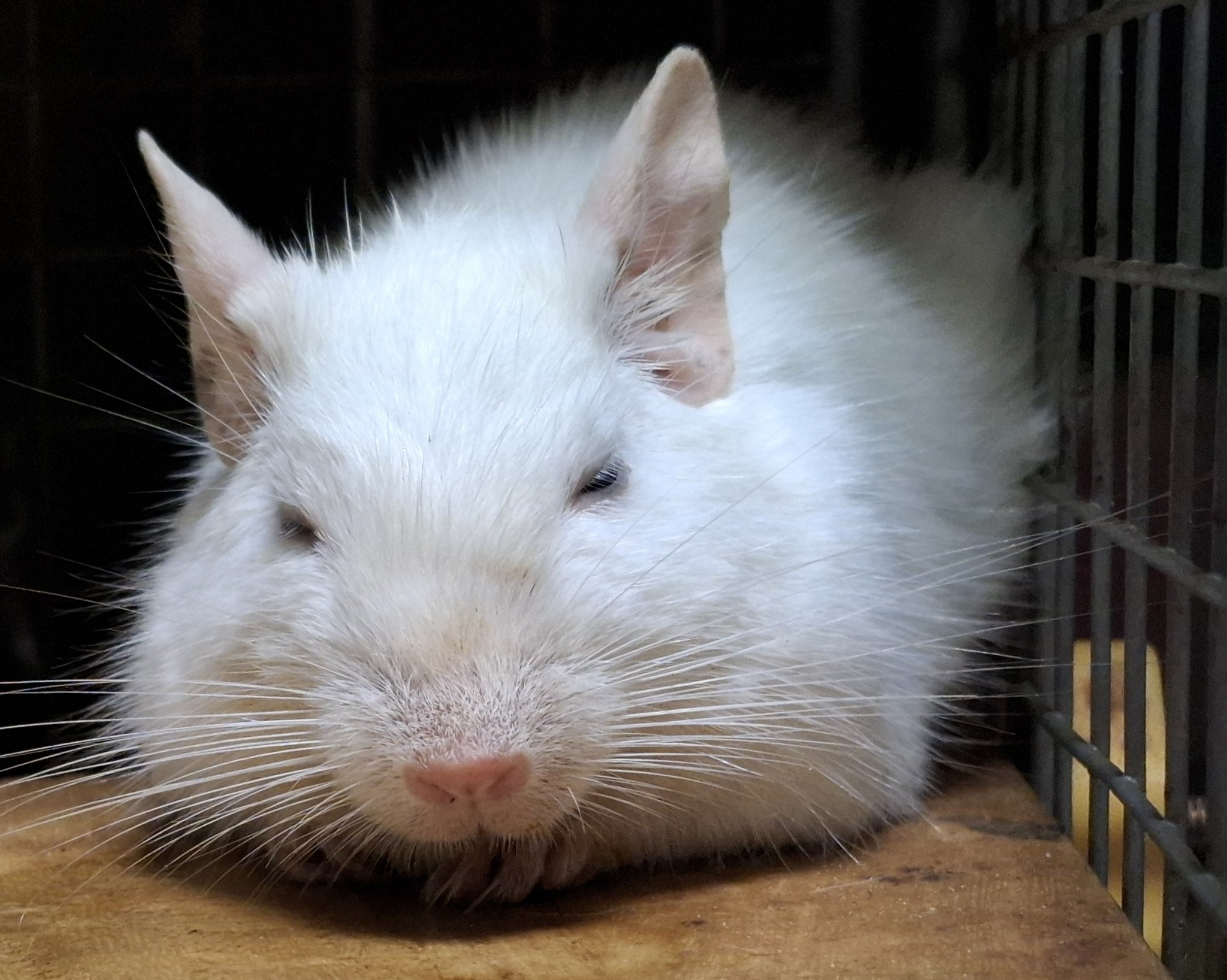 ちー⚡️🌪ちっこいさん (@pokkuri46) / X