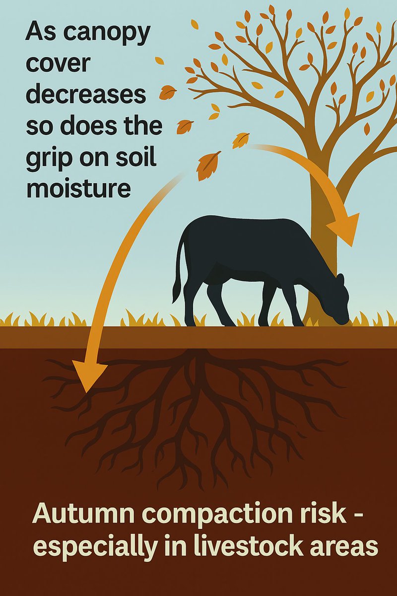 ruskinstrees's tweet image. Autumn compaction risk  #SoilHealth #roots  #treeCare