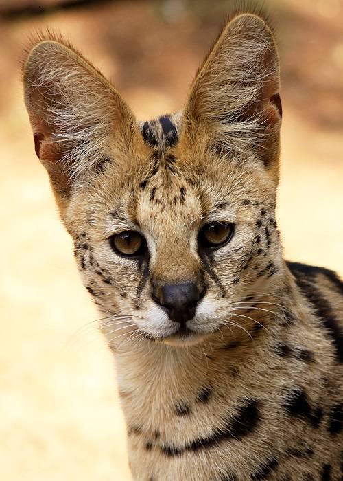 Serval Every Hour! (@servaleveryhr) on Twitter photo 