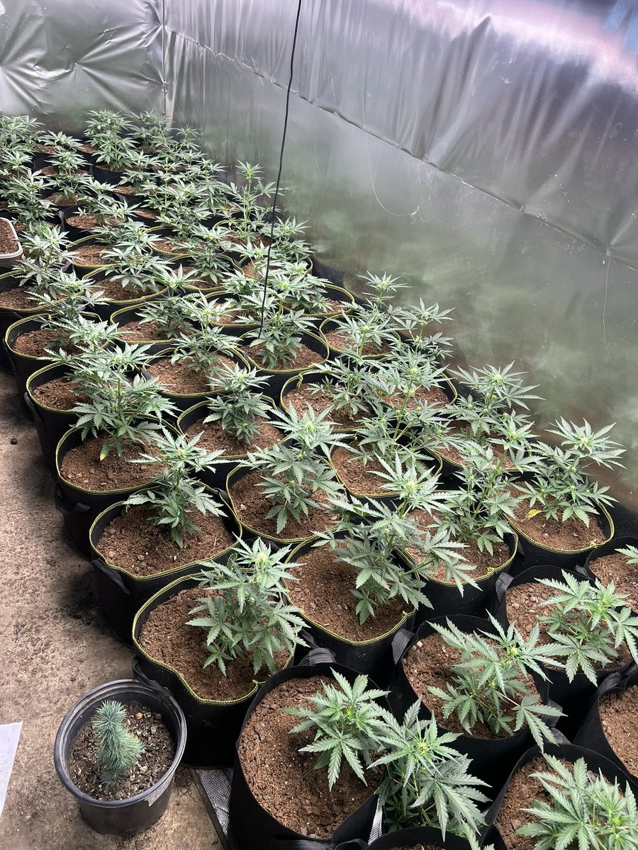 SMEEDY_GENETICS's tweet photo. W4.025-S1 auto flower.  day 32 from seed https://t.co/uigUP9fwow