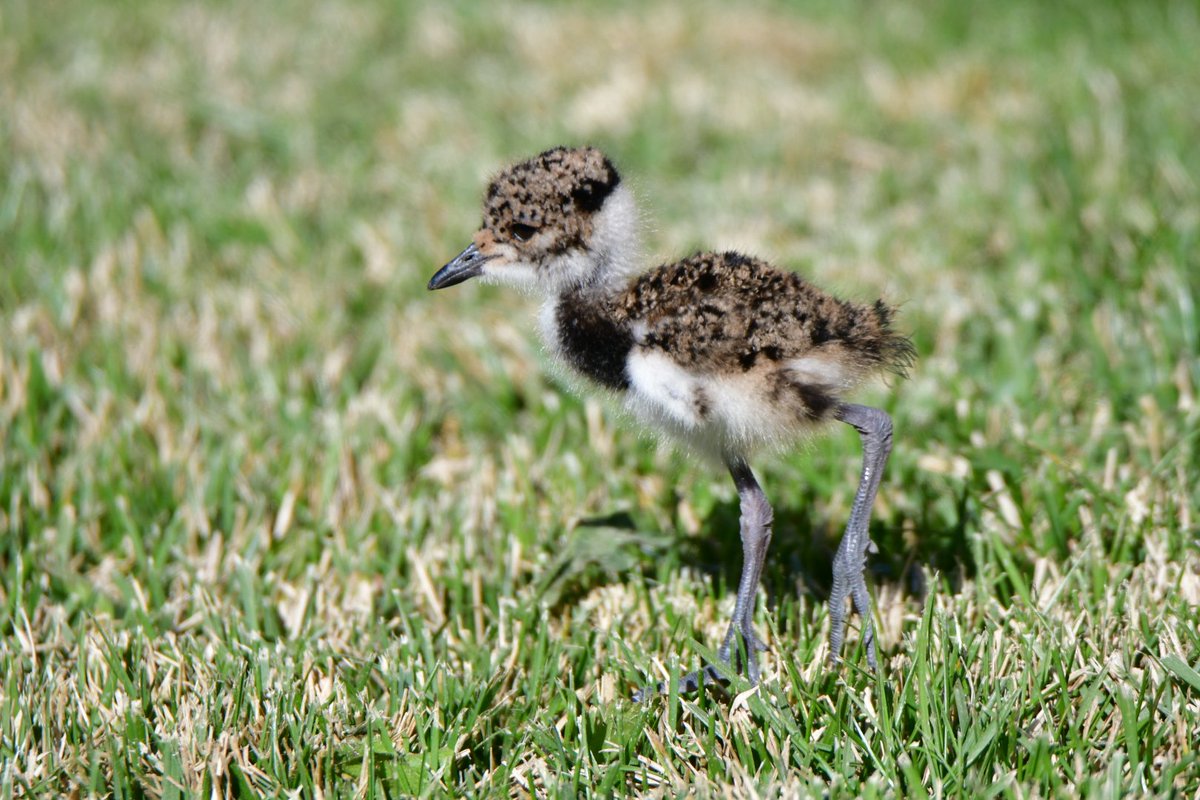 JosceLocati's tweet photo. #Taxojueves de #Charadrii , teritos en Sierra de la Ventana 🥰😍 https://t.co/RNh7w5MKfU
