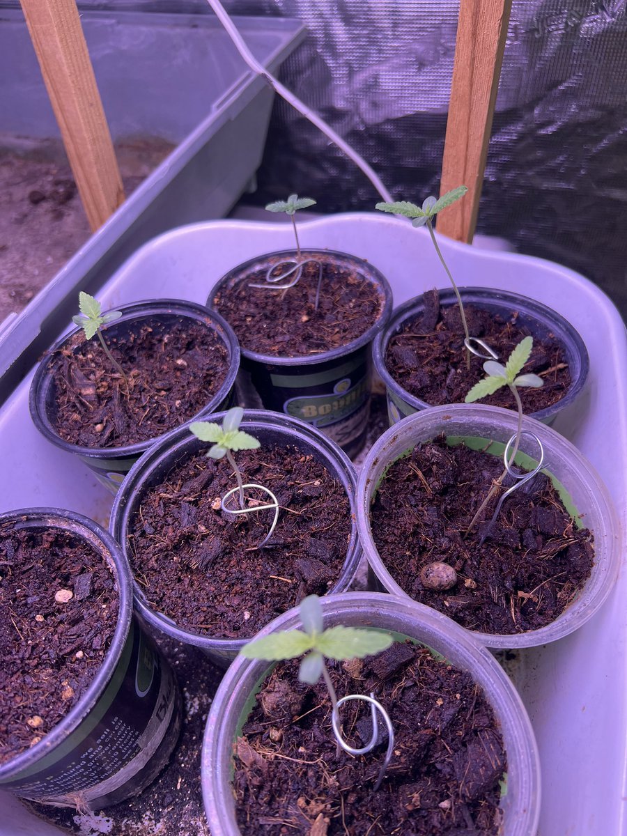 SMEEDY_GENETICS's tweet photo. Frozen bag f2. Day 3 from seed https://t.co/XTVYNHQHlz