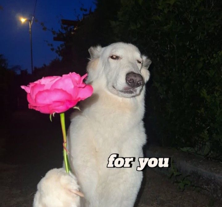 "My love."

<a href="/burdenbyguilt/">* 豊川, 𝐒𝐚𝐤𝐢𝐤𝐨 .ᐟ</a>