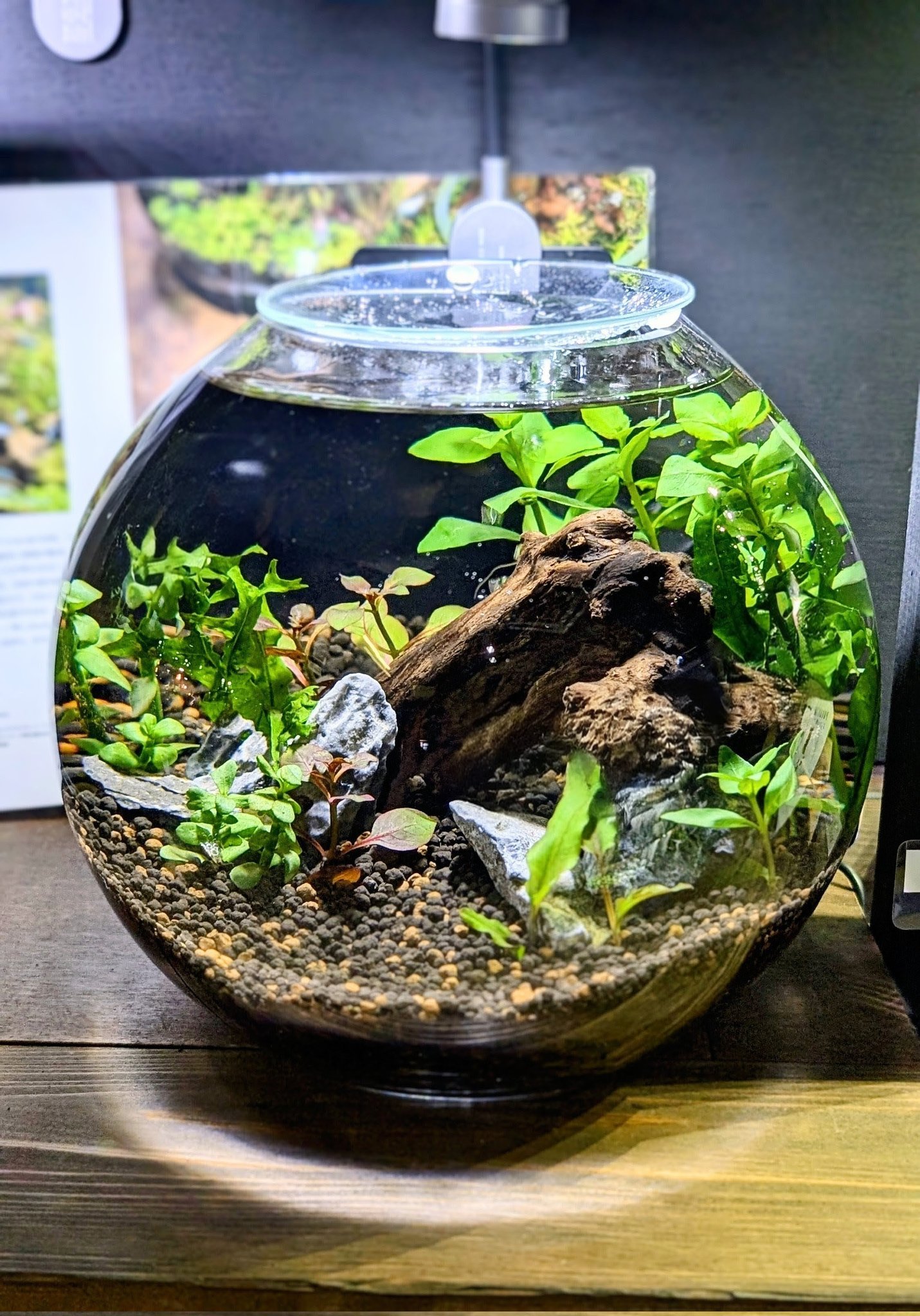 HIROSE AQUA WORKS (旧ヒロセペット） on X: 