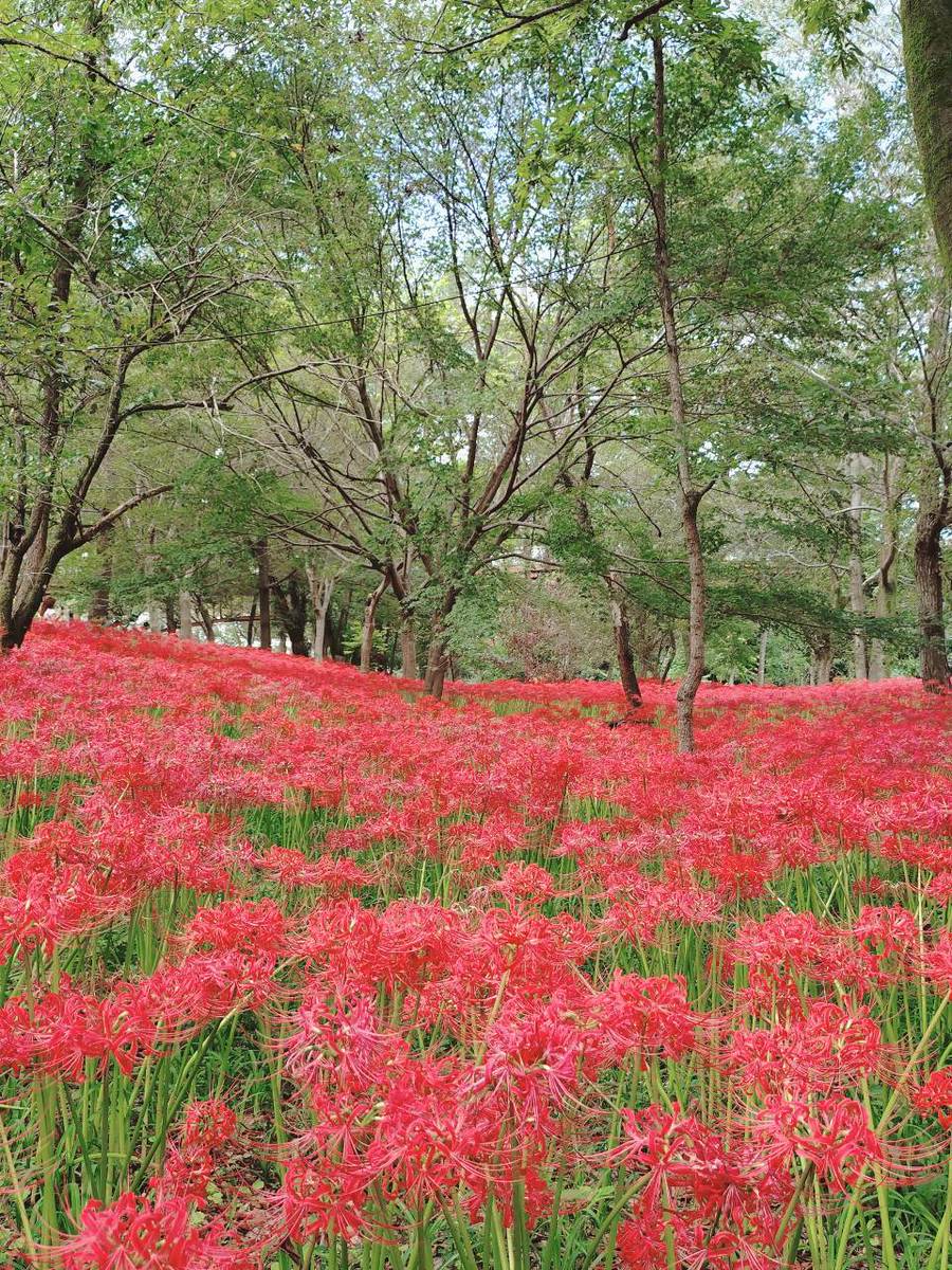 ぬこ (@vFjfTEYeX5igiXa) / Posts / X