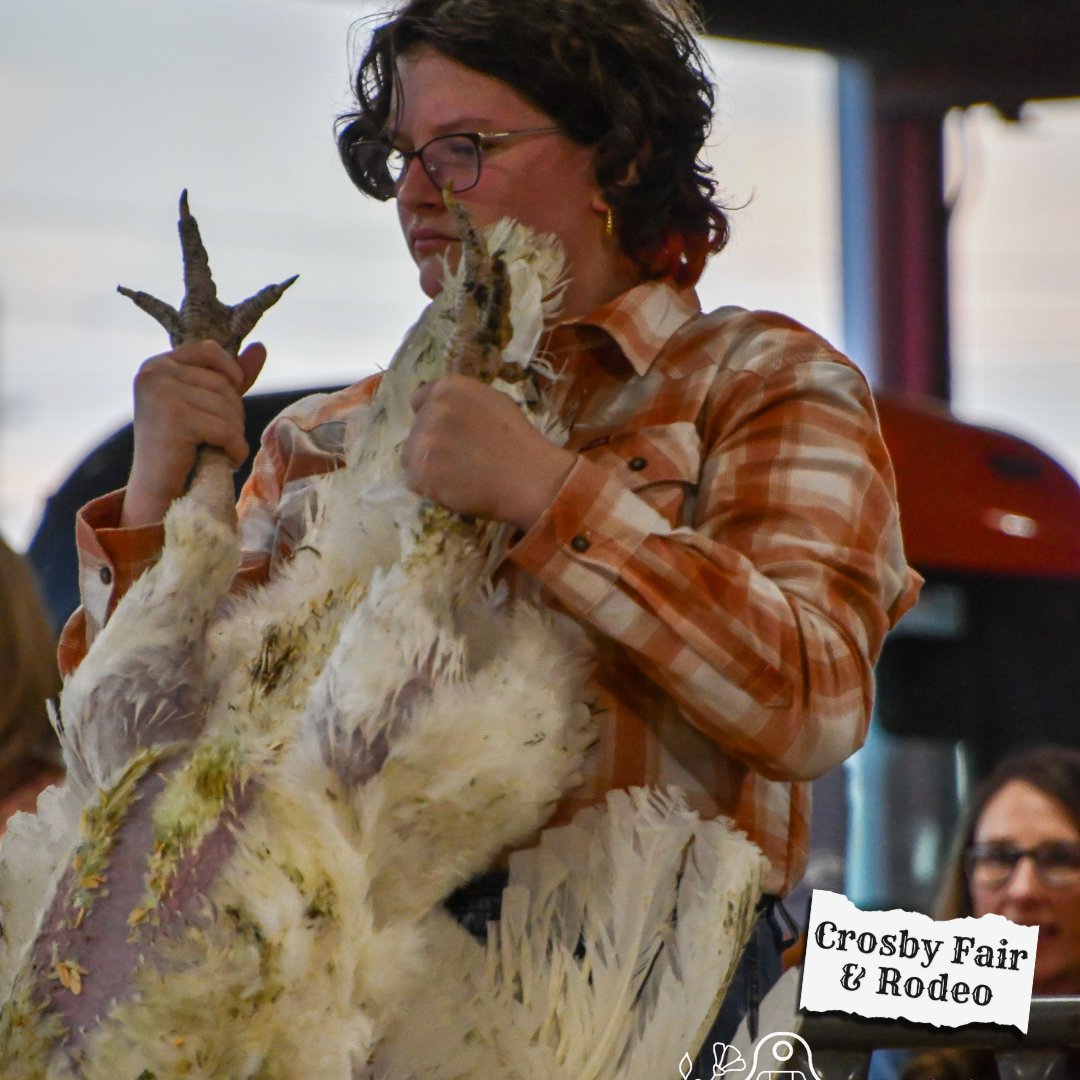 CrosbyRodeo's tweet image. Behind the feathers is a story of dedication. 🦃✨
Every turkey, lamb, steer, pig, or rabbit shown at the Crosby Fair &amp;amp; Rodeo represents months of care, training, and responsibility by our youth exhibitors. 
#LivestockShow #YouthInAg #CrosbyFairAndRodeo
👉 crosbyrodeo.com